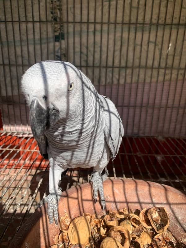 African gray female 0