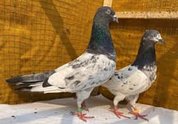 farozpuri pigeons bredr pair