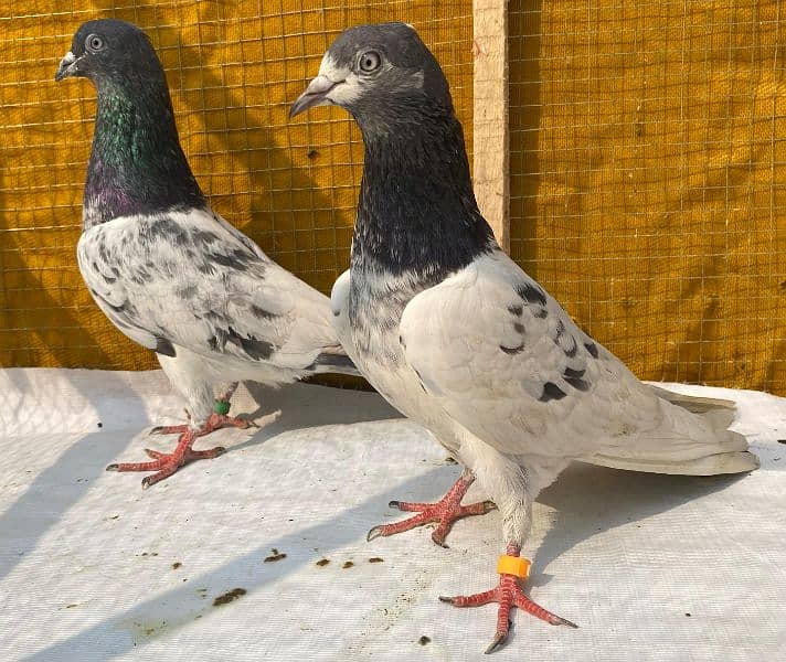 farozpuri pigeons bredr pair 1