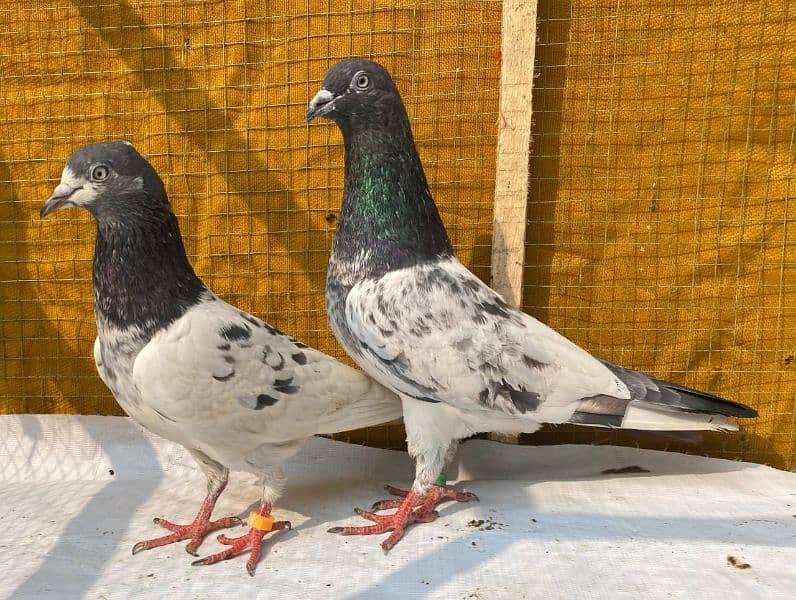 farozpuri pigeons bredr pair 2