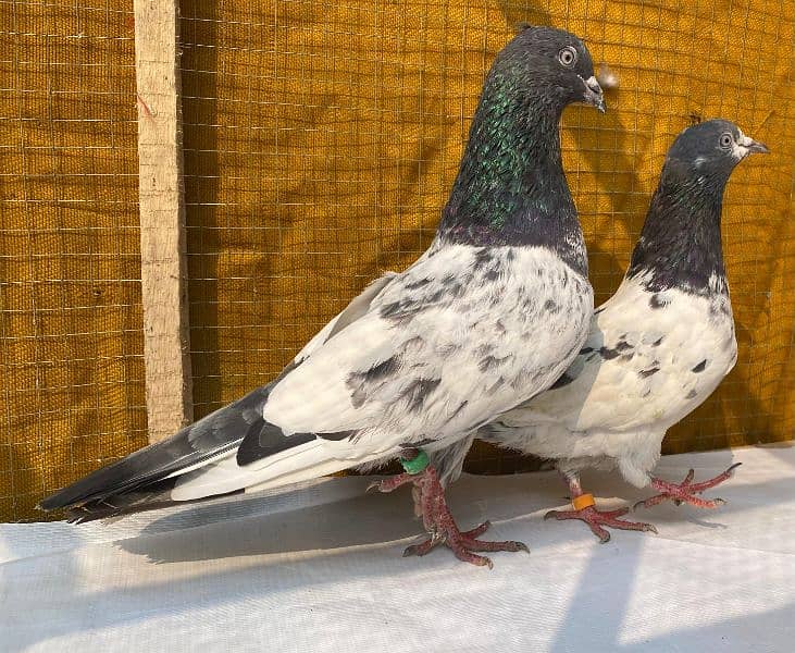 farozpuri pigeons bredr pair 3