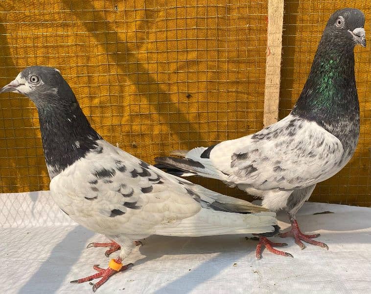 farozpuri pigeons bredr pair 4