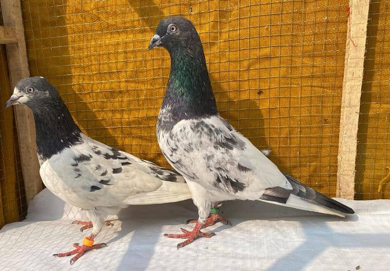 farozpuri pigeons bredr pair 5