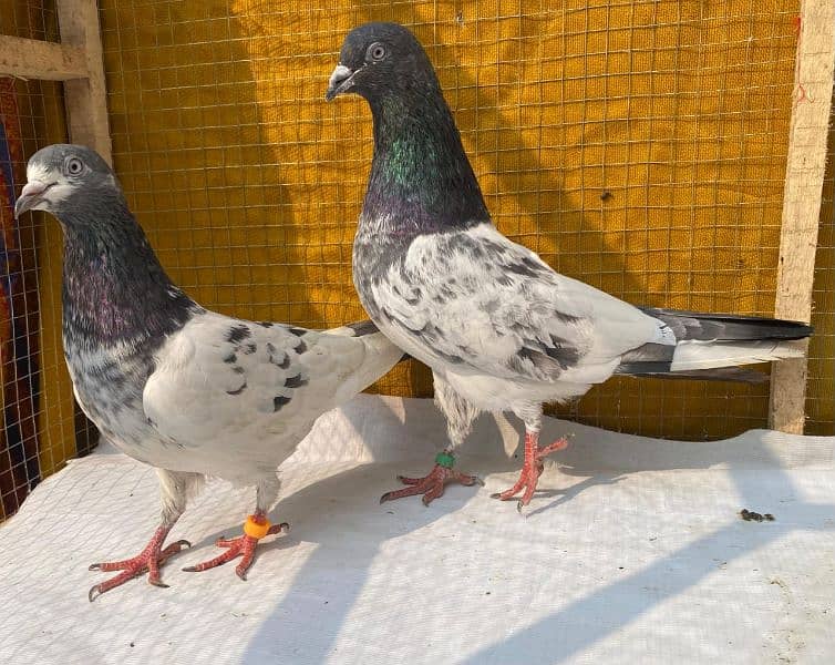 farozpuri pigeons bredr pair 6