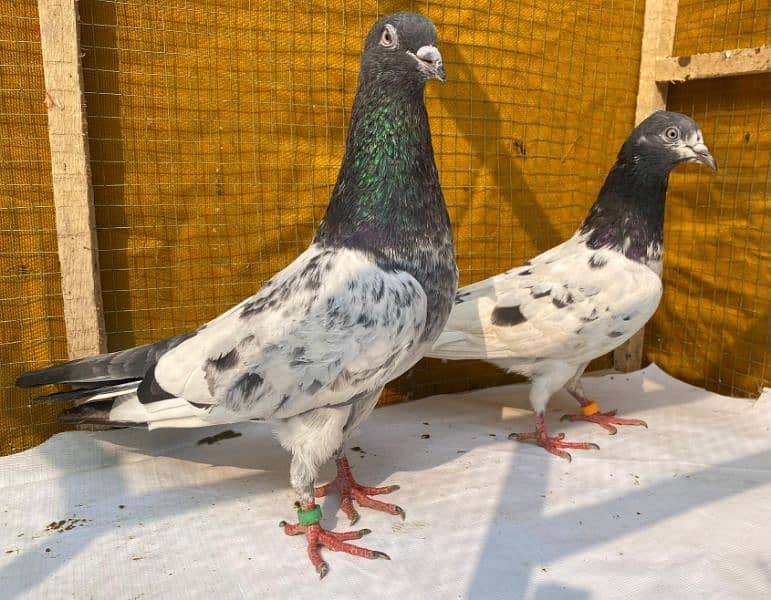 farozpuri pigeons bredr pair 7