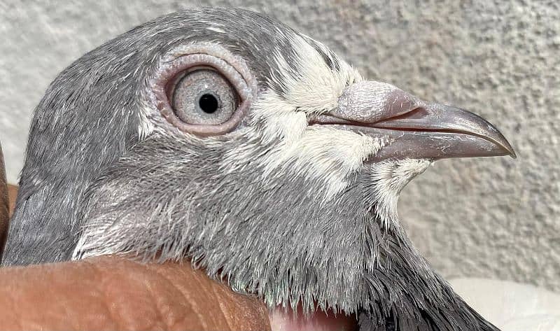 farozpuri pigeons bredr pair 8