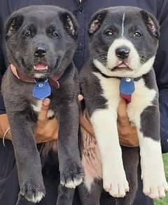 alabai pair security dogs 2 months for sale