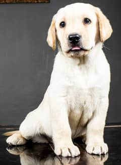 LABRADOR PUPPY  03014615555