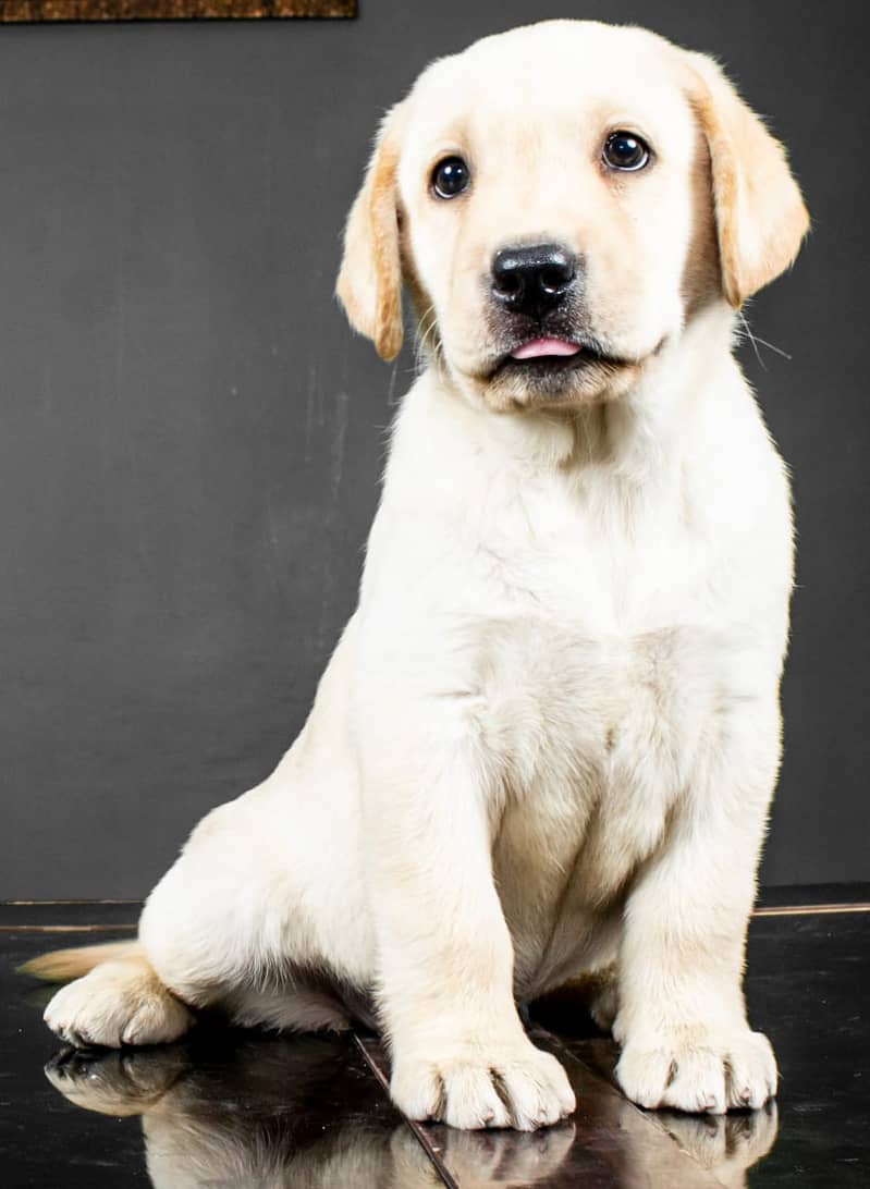 LABRADOR PUPPY  03014615555 0