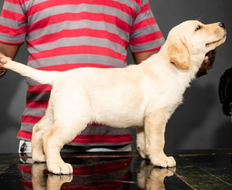 LABRADOR PUPPY  03014615555 2