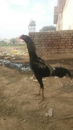 Aseel patha for sale For whats app or call 03038026175