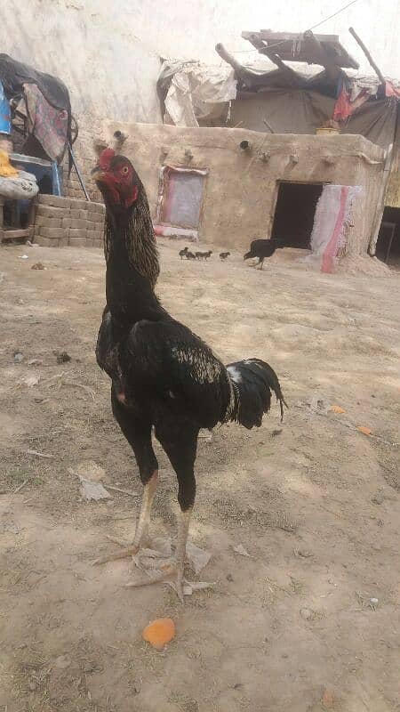 Aseel patha for sale For whats app or call 03038026175 3