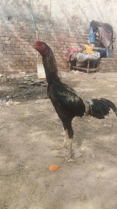 Aseel patha for sale For whats app or call 03038026175 5