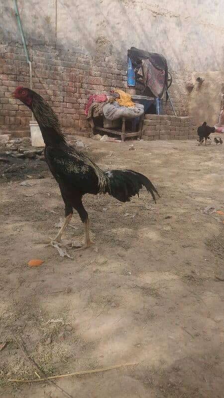 Aseel patha for sale For whats app or call 03038026175 7