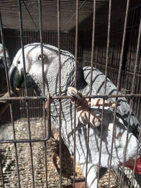 African grey  parrot 0