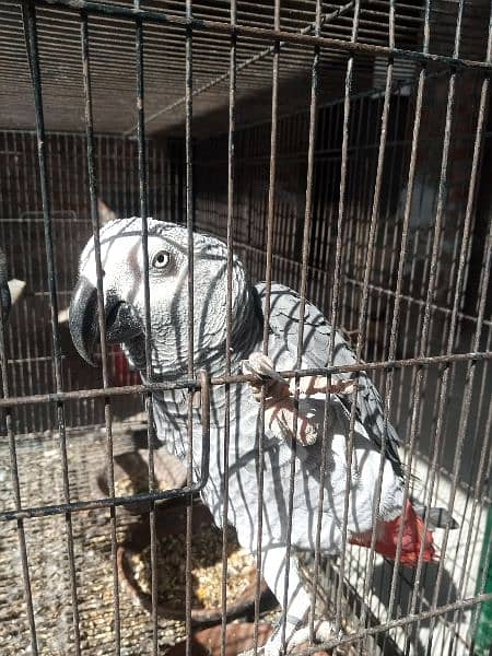 African grey  parrot 1