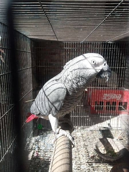 African grey  parrot 2