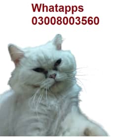 white female cat pure (Persian) , 1 year age