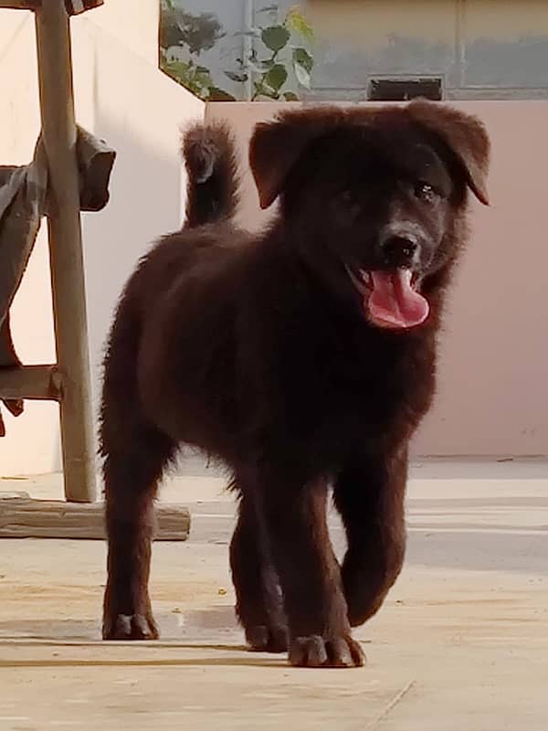 Belgian shepherd puppy 1