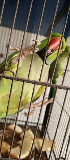 green parrot taking pair