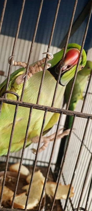 green parrot taking pair 0