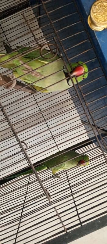 green parrot taking pair 1