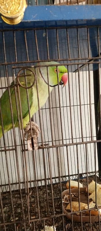 green parrot taking pair 2