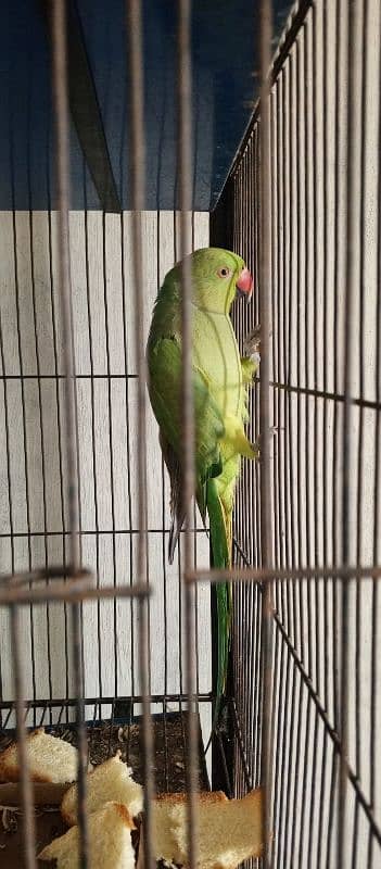 green parrot taking pair 3