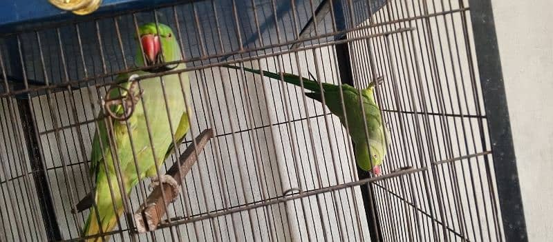 green parrot taking pair 4