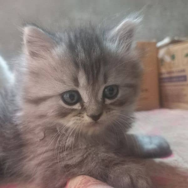 male kitten  for sale 0