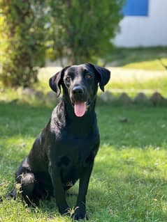 India Labrador retriever