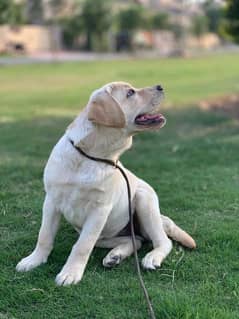 Labrador Male Puppy