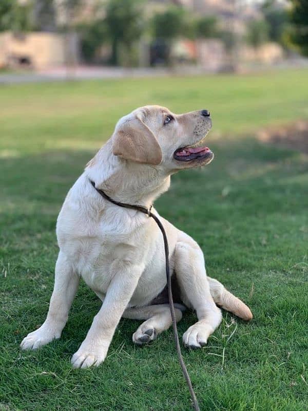 Labrador Male Puppy 0