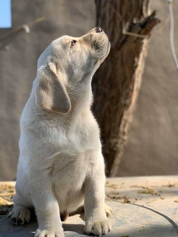 Labrador Male Puppy 1