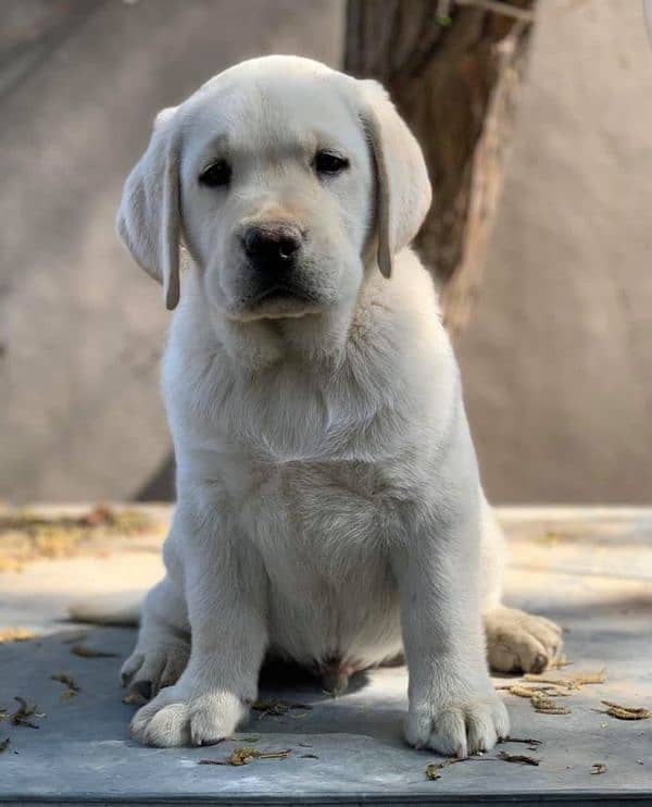 Labrador Male Puppy 2