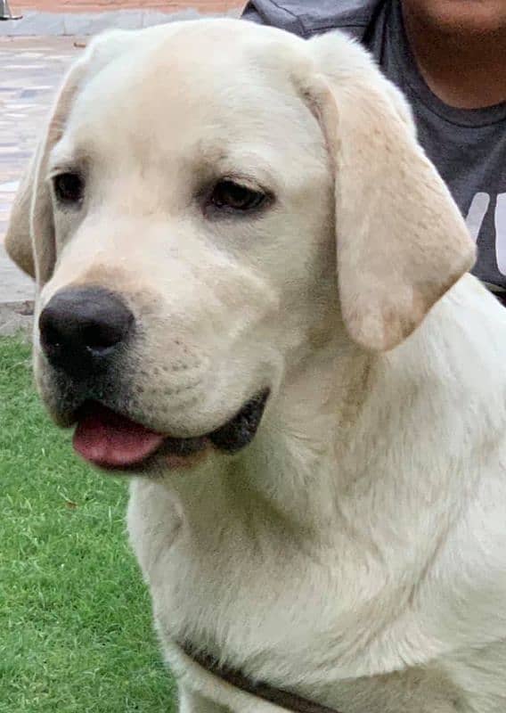 Labrador Male Puppy 3