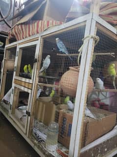 Australian parrots with cage for sale urgently