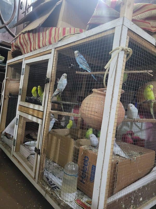 Australian parrots with cage for sale urgently 0