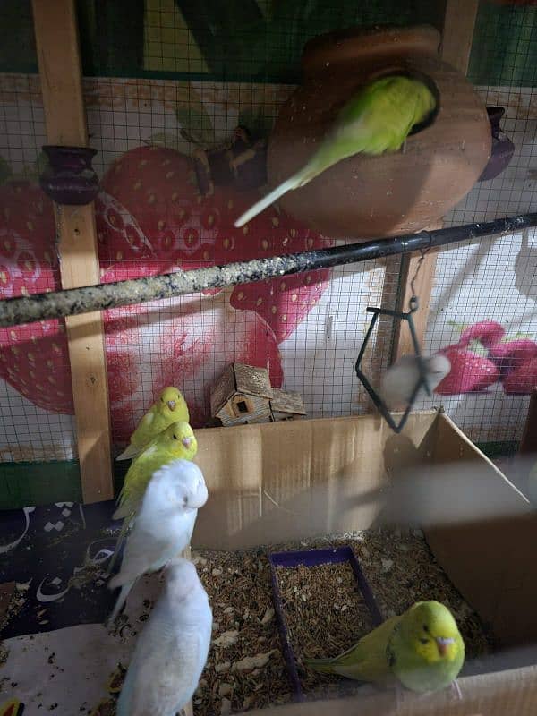 Australian parrots with cage for sale urgently 1