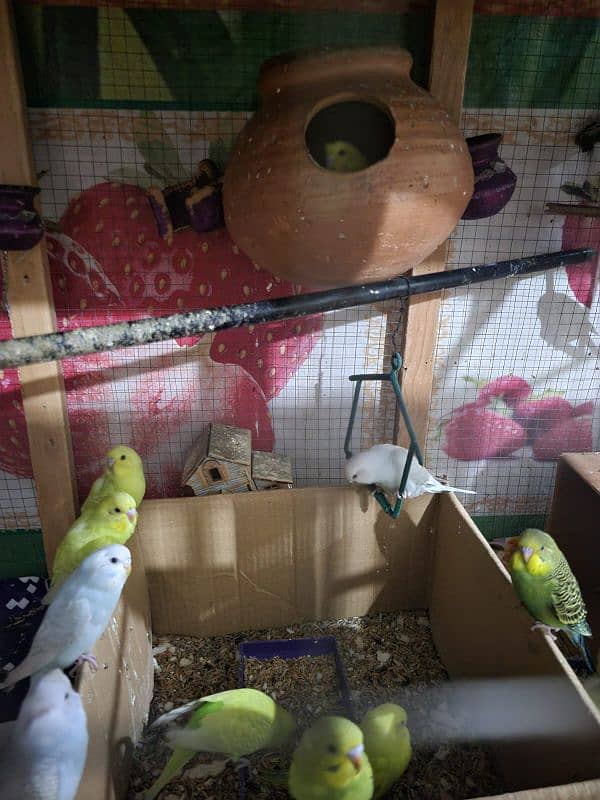 Australian parrots with cage for sale urgently 3