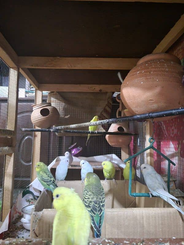 Australian parrots with cage for sale urgently 4