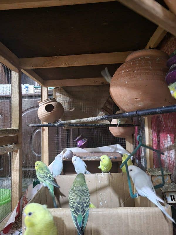 Australian parrots with cage for sale urgently 5