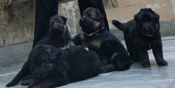 German shepherd puppies