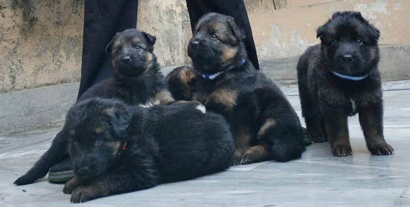 German shepherd puppies 1