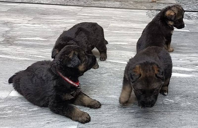 German shepherd puppies 2