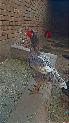 Aseel hen for sale for more details come inbox