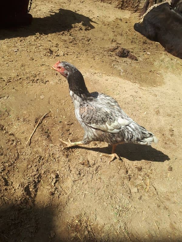 Aseel hen for sale for more details come inbox 2