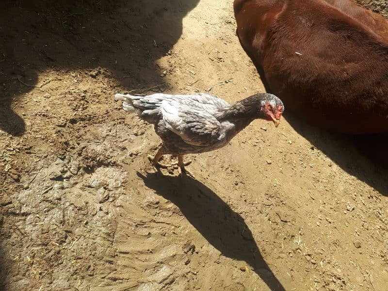 Aseel hen for sale for more details come inbox 3