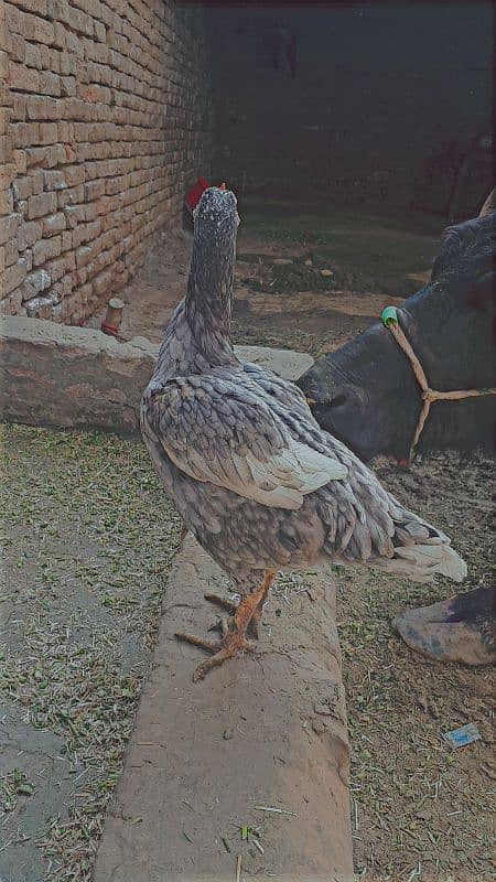 Aseel hen for sale for more details come inbox 4