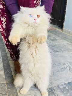 Persian cat male for sale